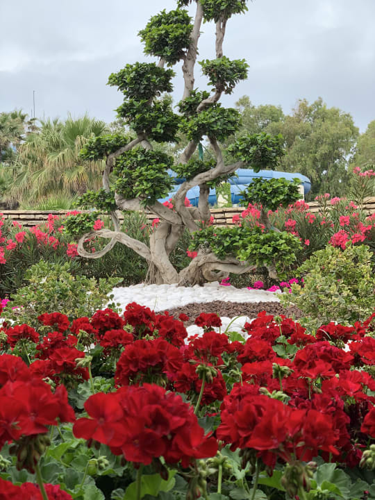 Gartenanlage Monachus Family Resort Sorgun