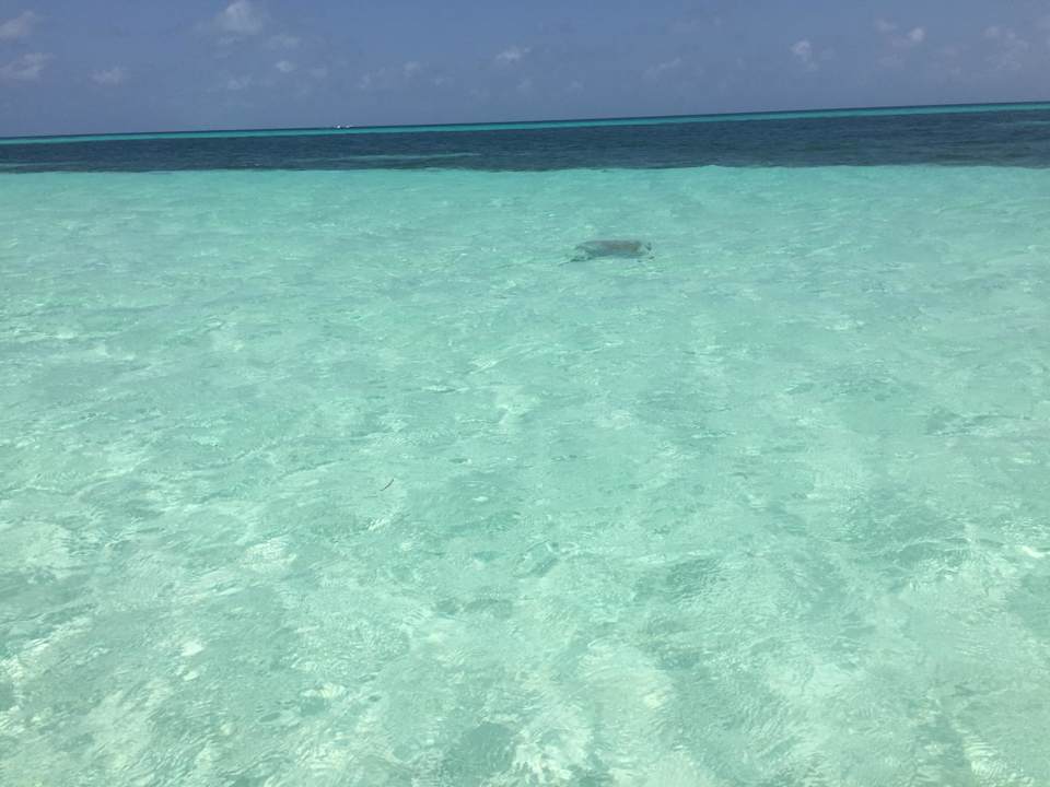 Türkisblaues Wasser mit einem Rochen Kuredu Island Resort & Spa