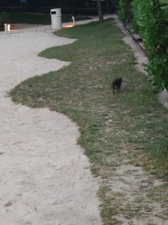 Gartenanlage Akumal Bay Beach & Wellness Resort