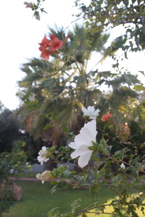 Ogród Hotel Golden Odyssey