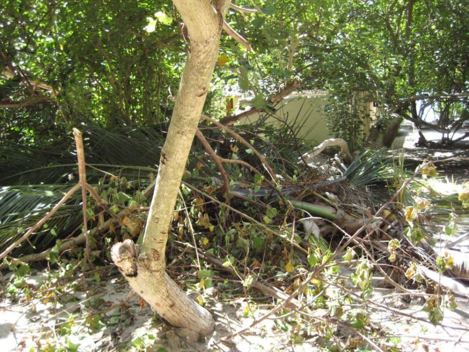 Kompostreste in Palmenlandschaft Vilamendhoo Island Resort & Spa