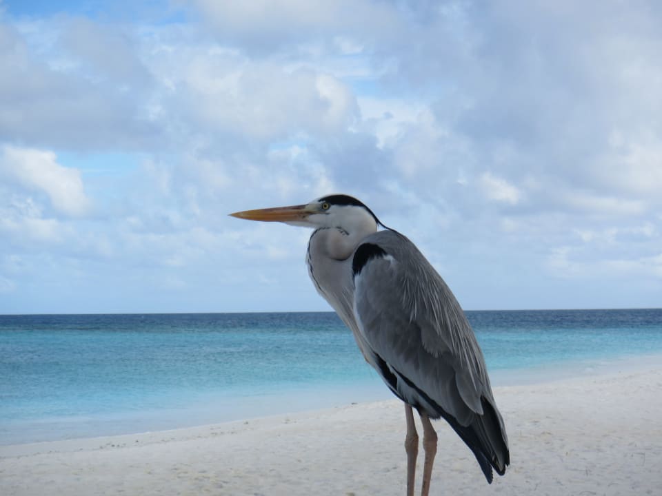 Die tägliche Begegnung  Veligandu Maldives Resort Island