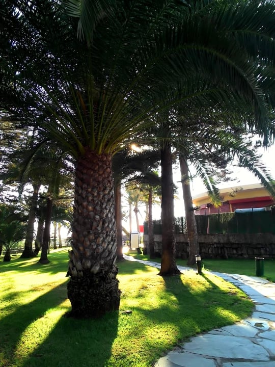 Der kurze Weg zum Strand Hotel Riu Palace Oasis