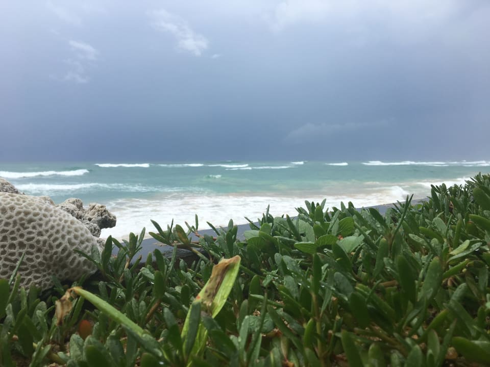 Strand Hotel Haus am Meer Wilde Ananas