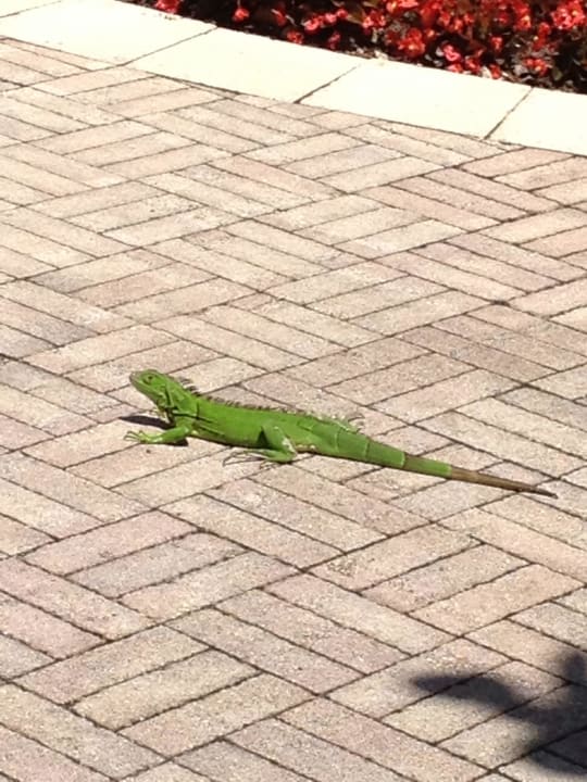 Tierische Bewohner Hotel The Ritz-Carlton Key Biscane