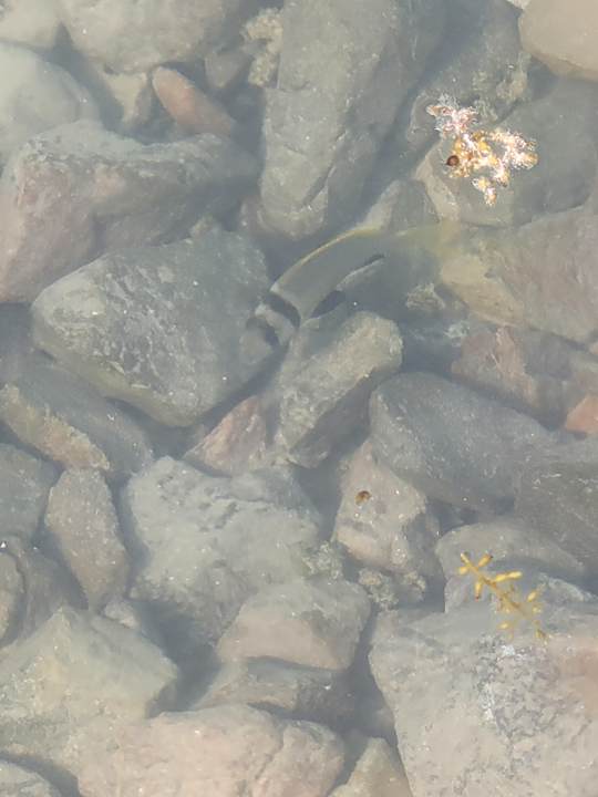 Strand Rewaya Majestic Resort