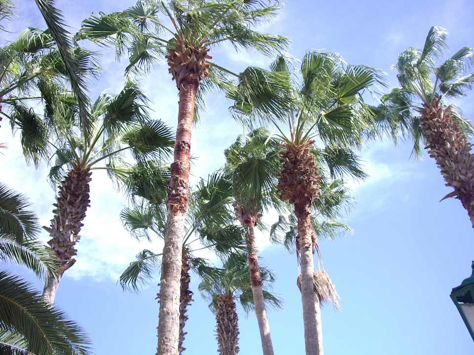 Nesrine Hotel Nesrine