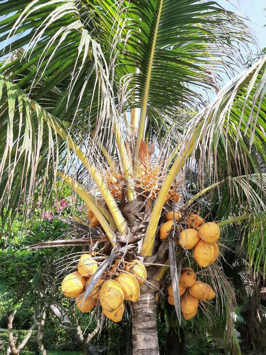 Gartenanlage The Fair House Beach Resort