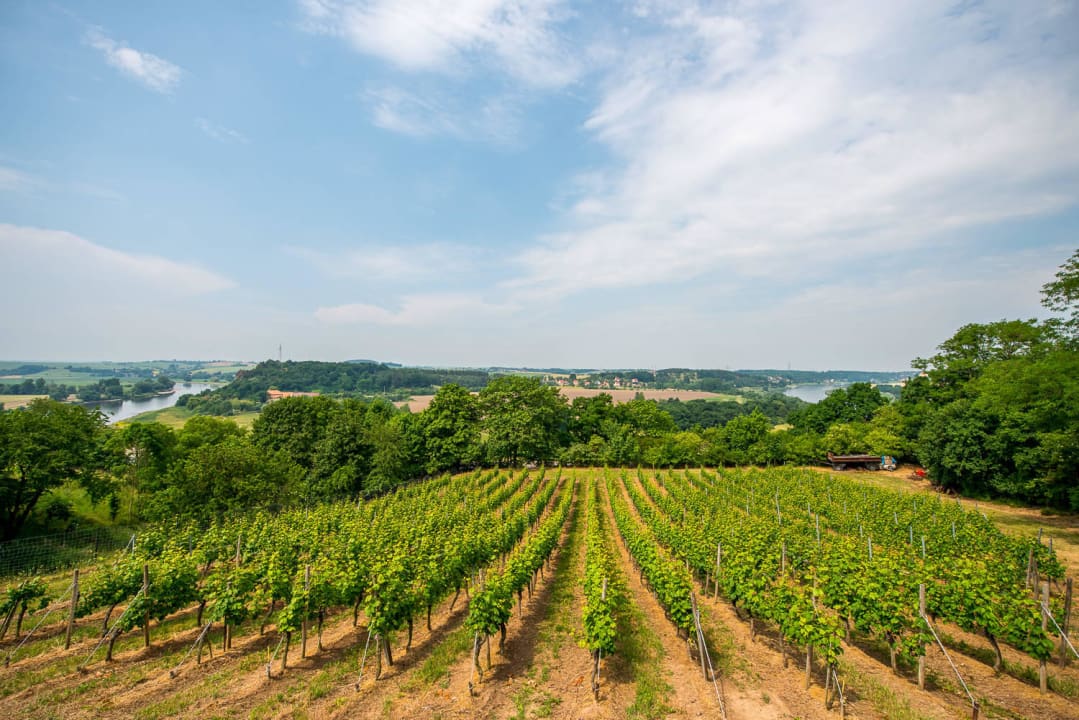 Weinberg mit Terrasse und Elbeblick Weinbau & Pension Keydel