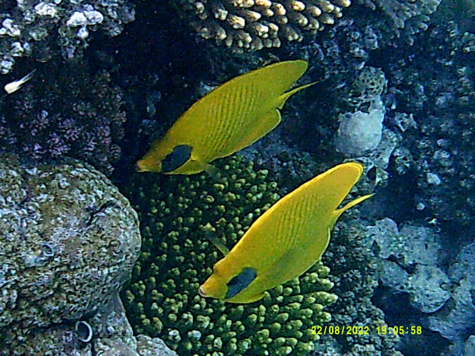 Sport & Freizeit Shams Alam Beach Resort