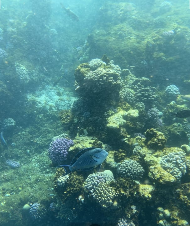 Sport & Freizeit Three Corners Sea Beach Resort