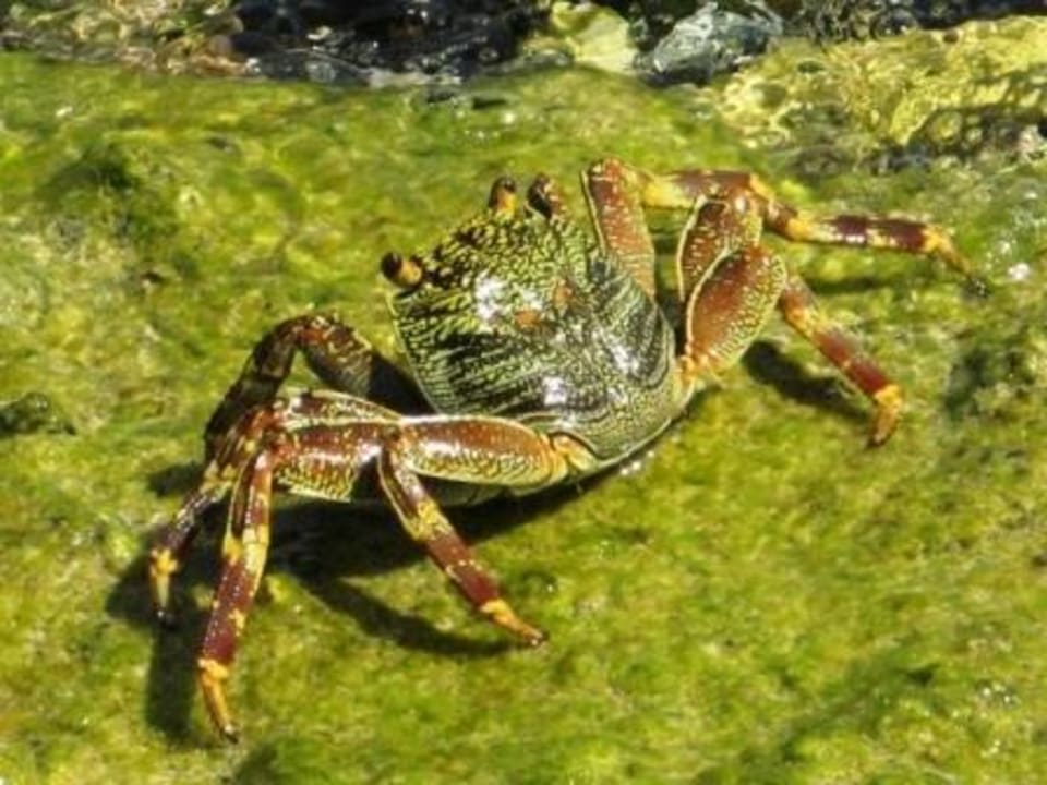 Strandläufer Steigenberger Coraya Beach - Adults only
