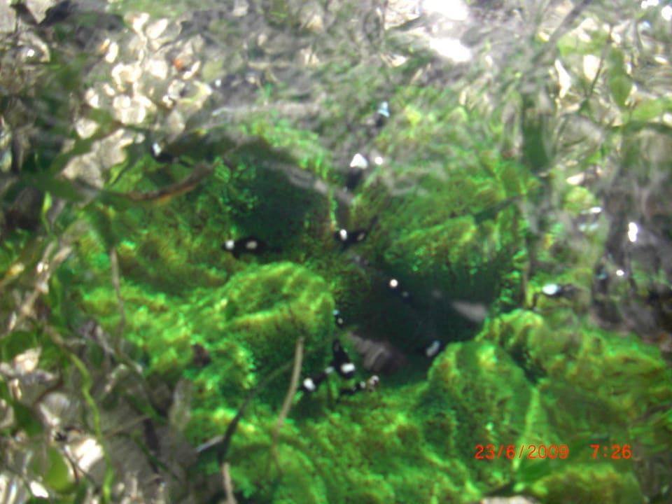 Nemo-Fische Hotel Traveller's Club