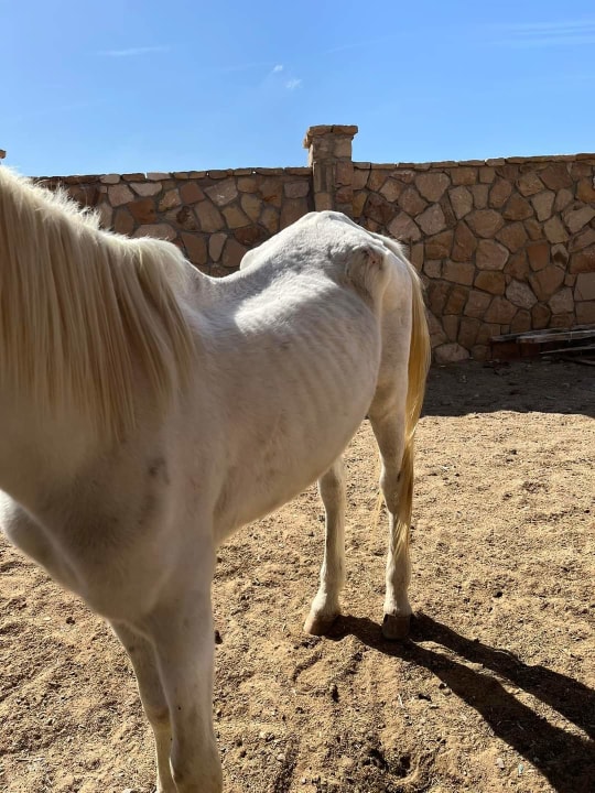 Sport & Freizeit Novotel Marsa Alam Beach Resort