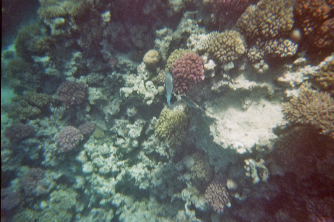 Hausriff Arabella Azur Resort