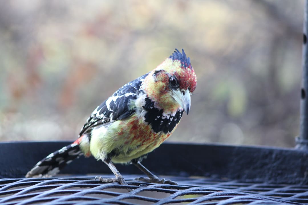 Vogel auf Grill Restcamp Lower Sabie