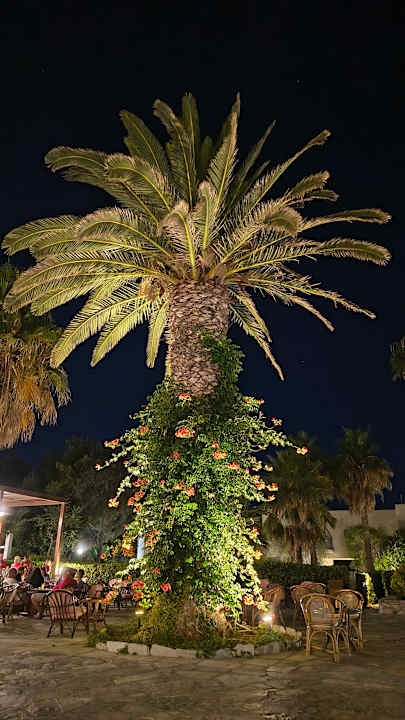 Außenansicht Dessole Dolphin Bay Resort