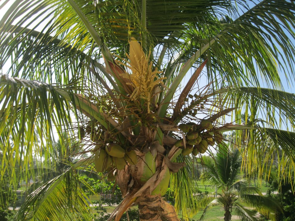 Palme vor der Zimmertür Vista Sol Punta Cana