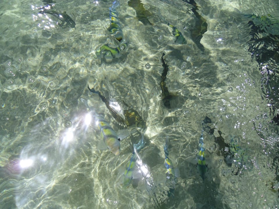 Rybki Malikia Resort Abu Dabbab