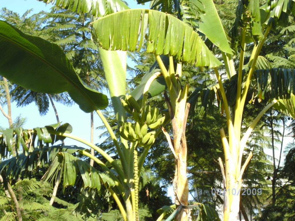 Bananenpalme Sealife Buket Resort & Beach