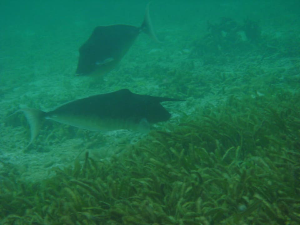 Langnasen-Doktor Adaaran Select Hudhuran Fushi - Premium All Inclusive