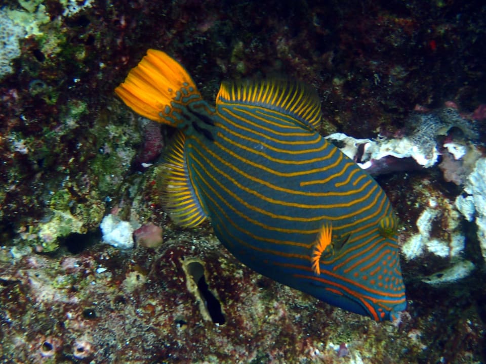 Sonstiges Thulhagiri Island Resort