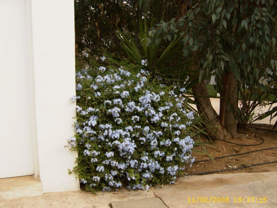 Blütenpracht im November Hotel Djerba Resort