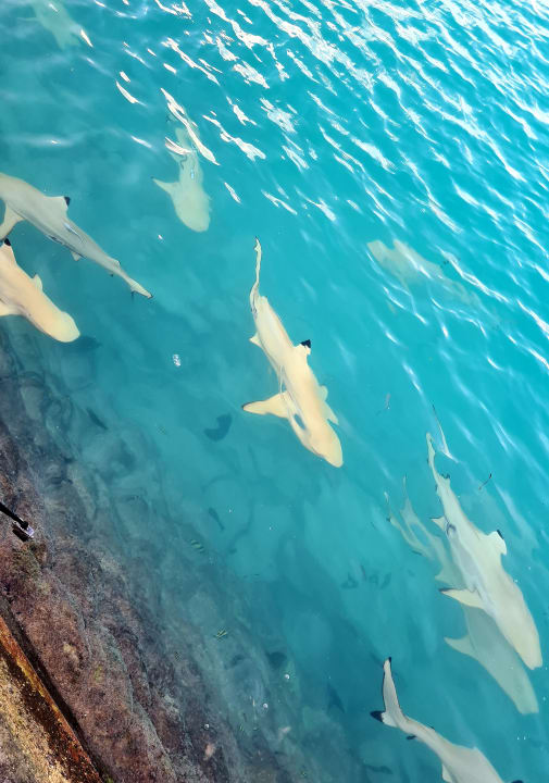 Strand Cinnamon Dhonveli Maldives