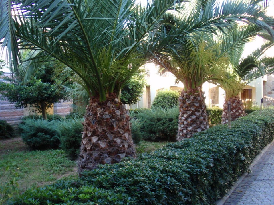 Garten Tiana Beach Resort