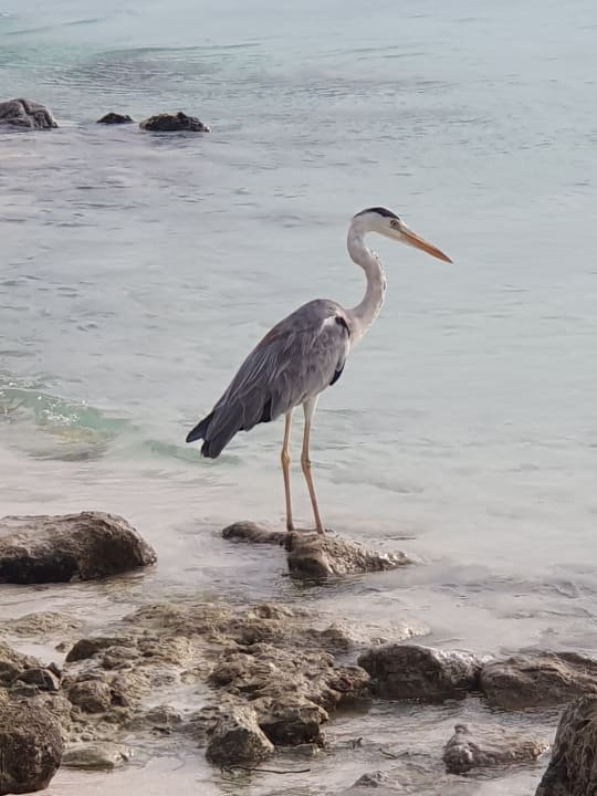 Strand Adaaran Select Meedhupparu Island Resort - Premium All Inclusive