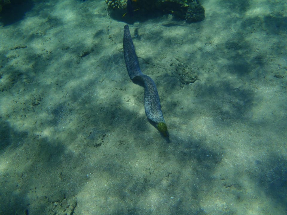 Murena Rafa przy hotelu Happy Life Village