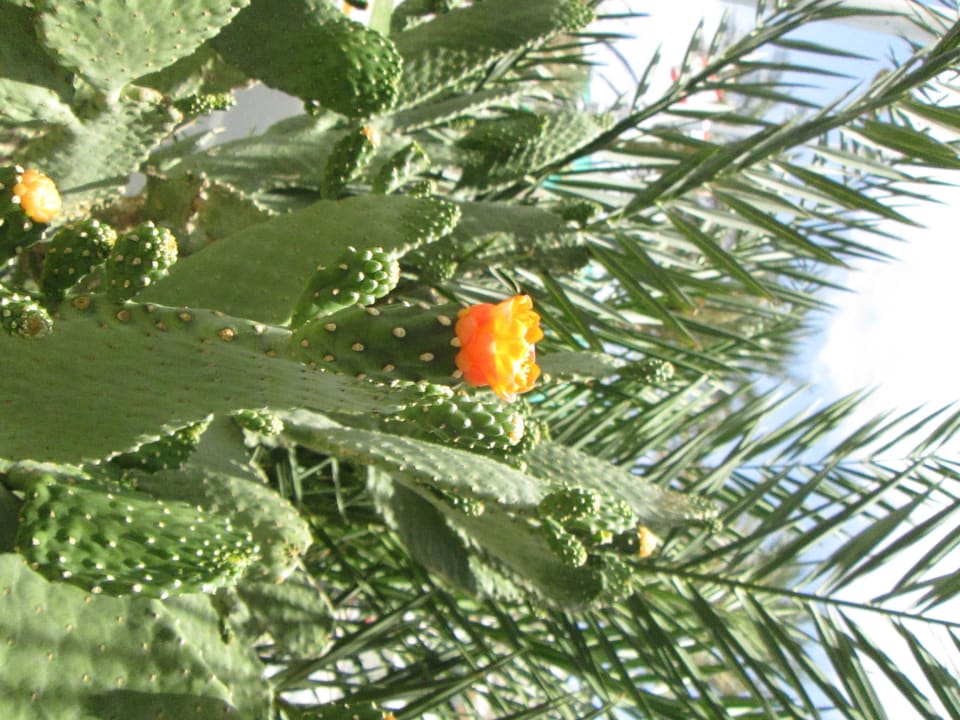 Цветущий отпрыск пустыни Marlin Inn Azur Resort