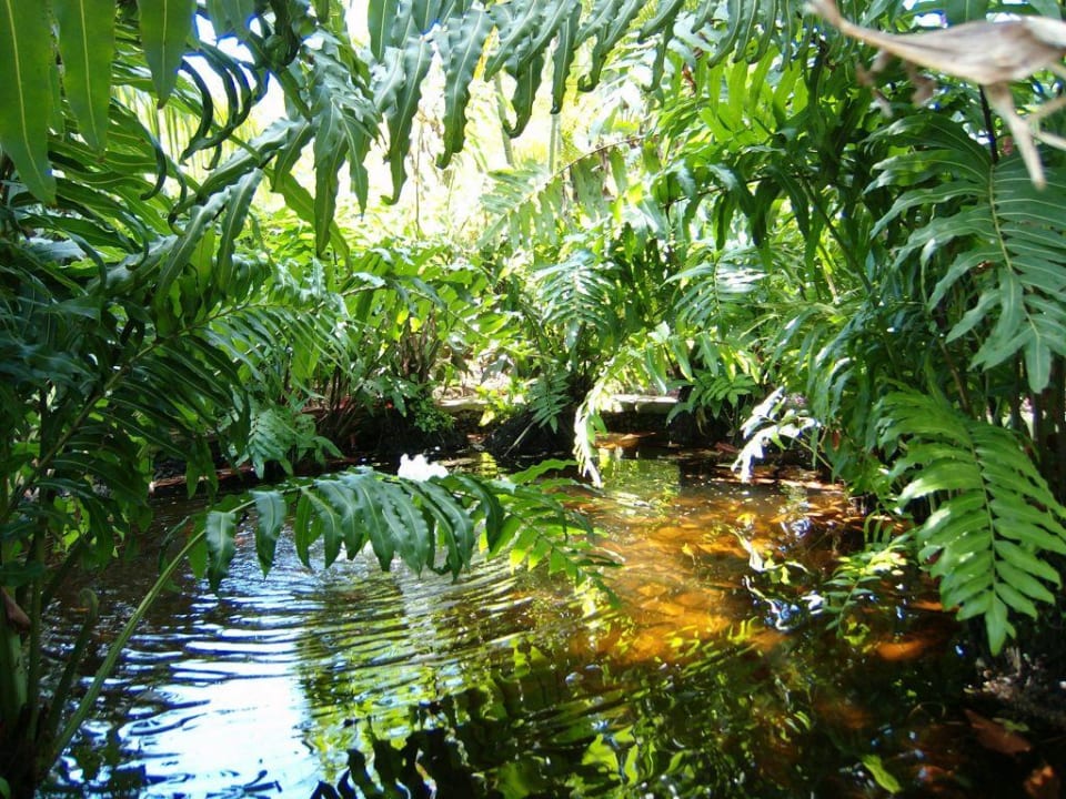 Traumhafte Gartenanlage Emotions By Hodelpa - Juan Dolio All Inclusive