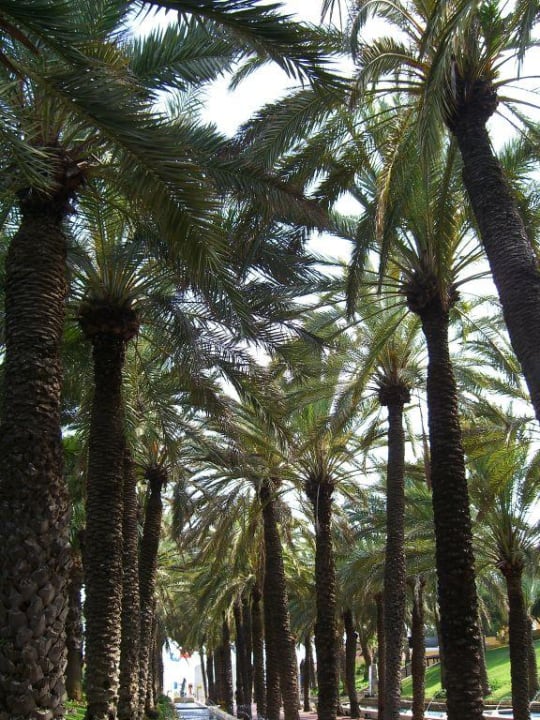 Palmenallee Monachus Family Resort Sorgun