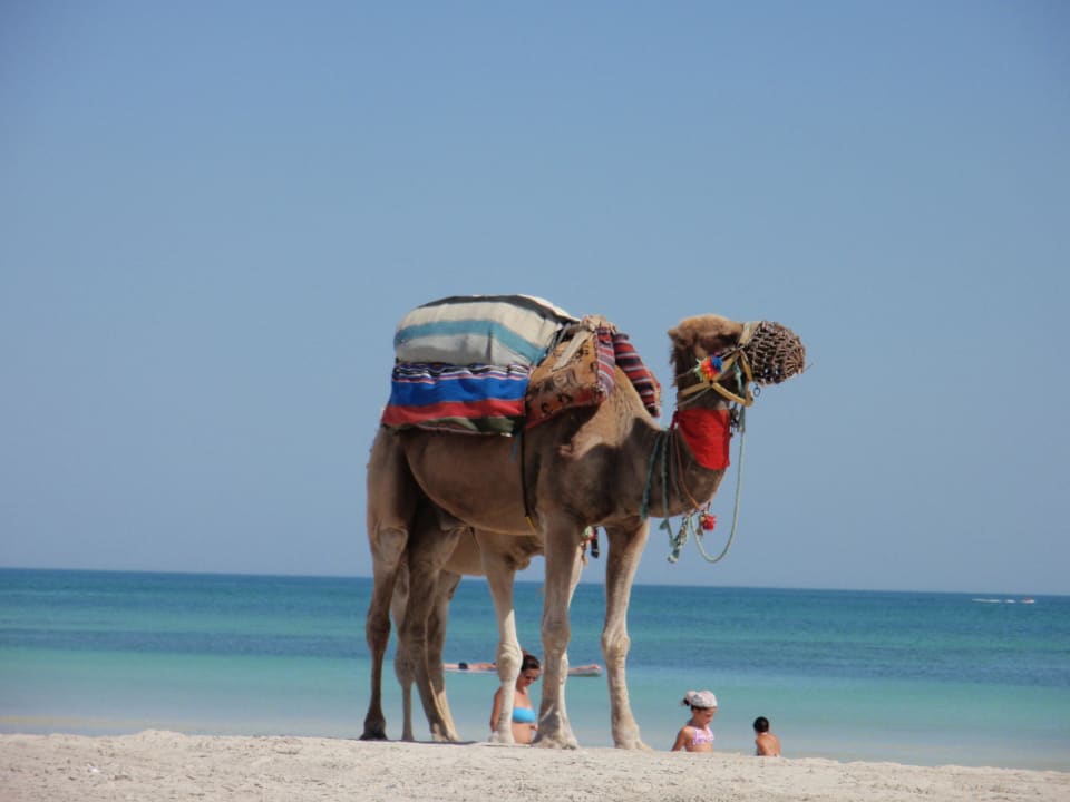 Strand Iberostar Waves Mehari Djerba