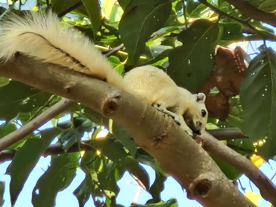 Gartenanlage Hotel Phu Chaisai Mountain Resort & Spa