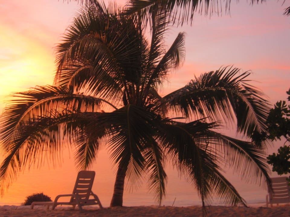Stammpalme bei Sonnenuntergang Summer Island Maldives