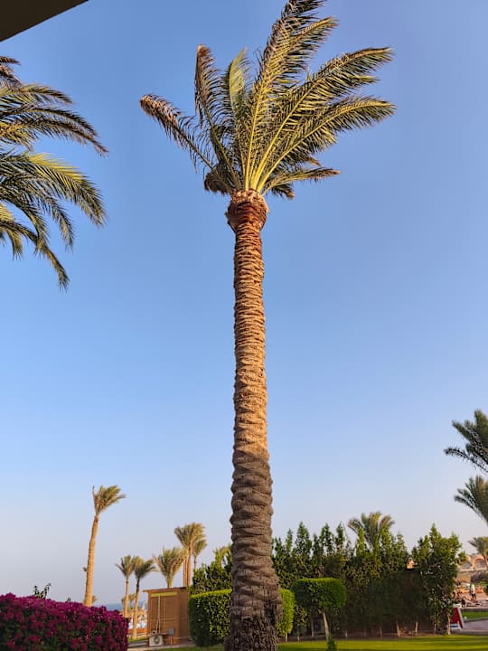 Außenansicht Three Corners Sea Beach Resort