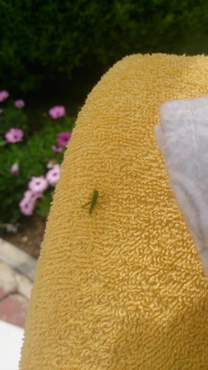 Besuch auf der Liege Hotel Orfeus Park