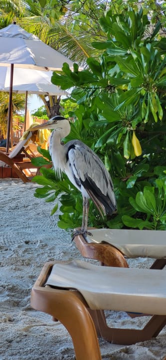 Strand Centara Ras Fushi Resort & Spa Maldives