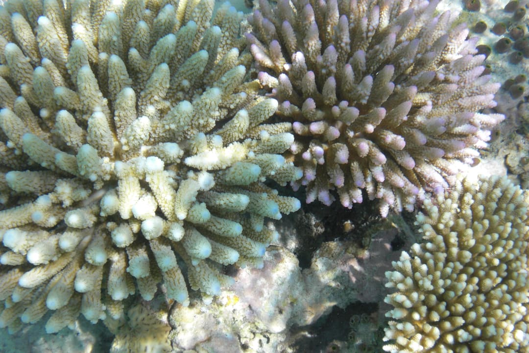 Korallen Biyadhoo Island Resort