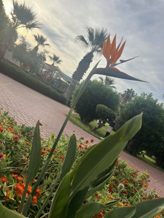 Gartenanlage Sunis Elita Beach Resort & Spa