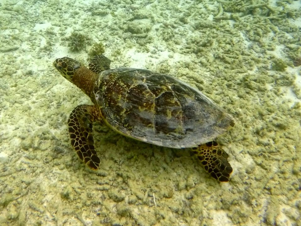 Sport & Freizeit Summer Island Maldives