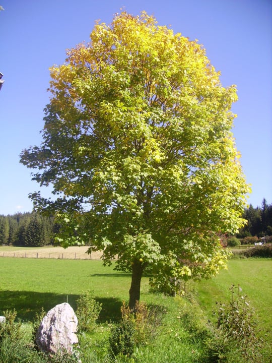Herbst beim Gästehaus Eßl Gästehaus Eßl
