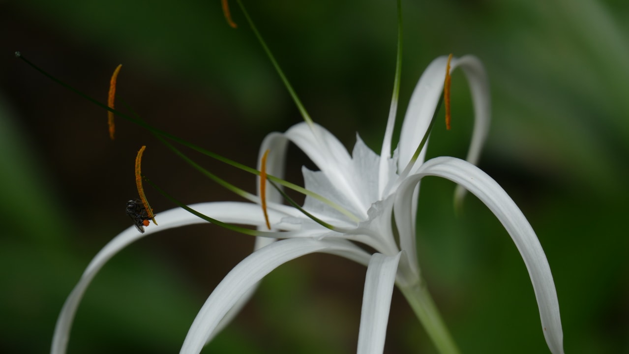Gartenanlage Amazon Village Lodge