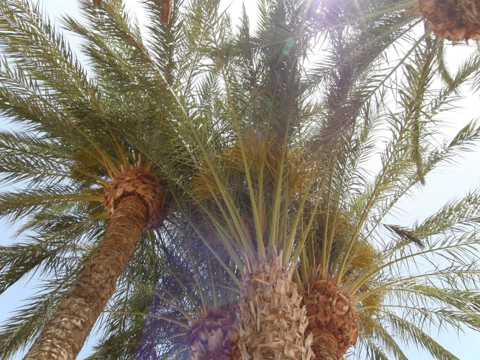 Pool und Garten BlueBay Beach Club