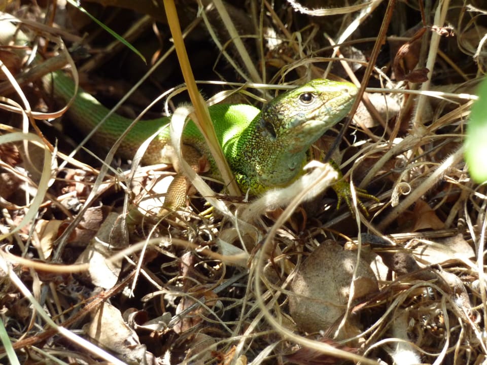 Kleine Mitbewohner Duni Royal Holiday Village