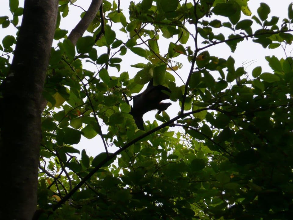 Baumbewohner NH Collection Maldives Reethi Resort