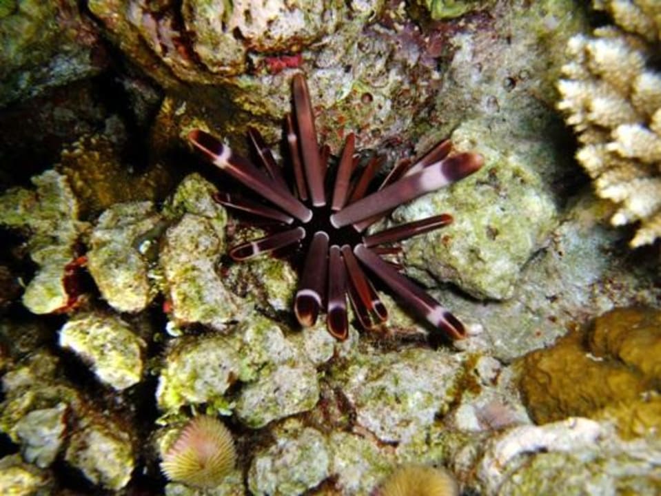 Unterwasser bei Nacht Eri Maldives