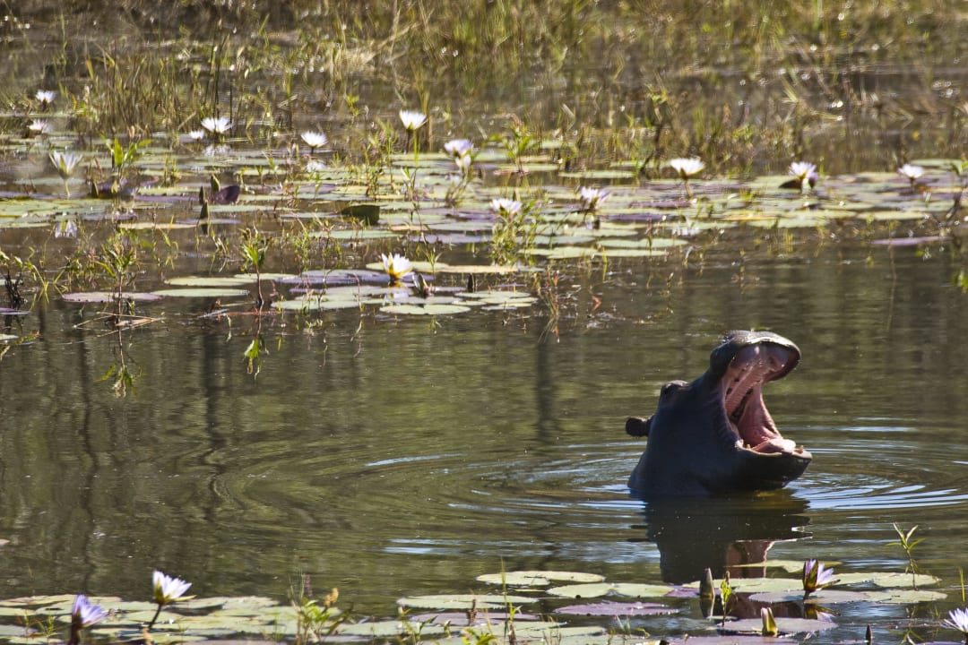 Wildlife Kololo Game Reserve Accommodation
